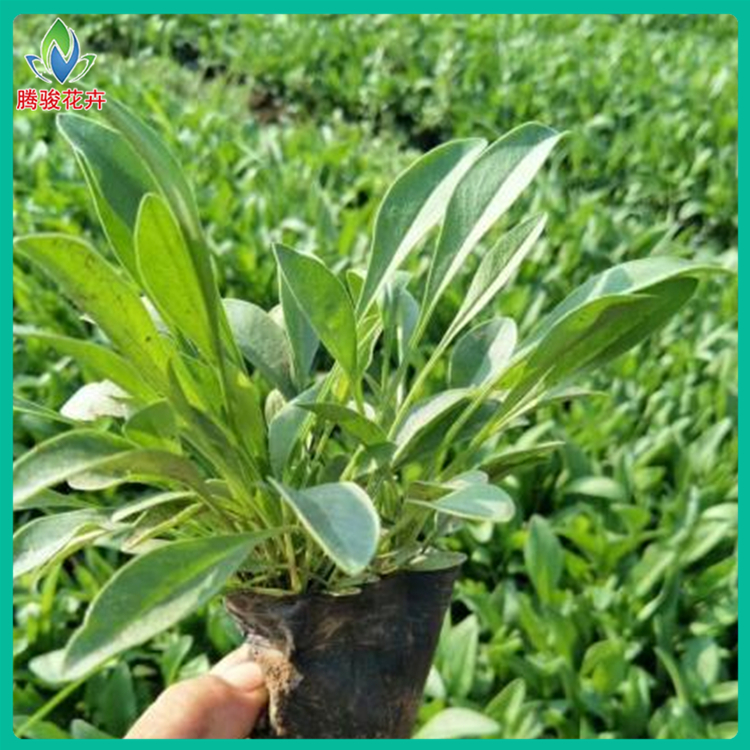 多年生宿根草本 耐寒耐旱 青州草花 金鸡菊基地