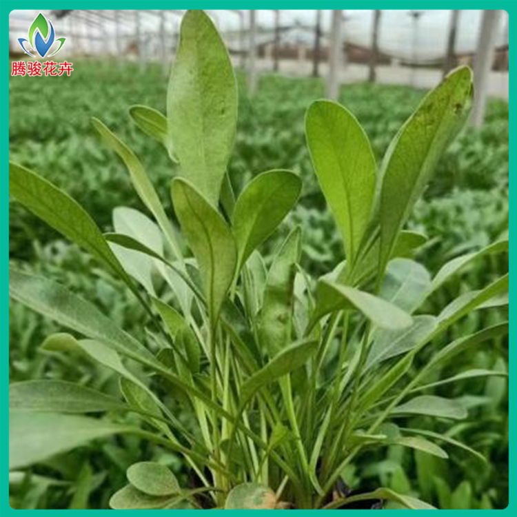 观赏花卉小苗 适应性强 山东草花 金鸡菊基地