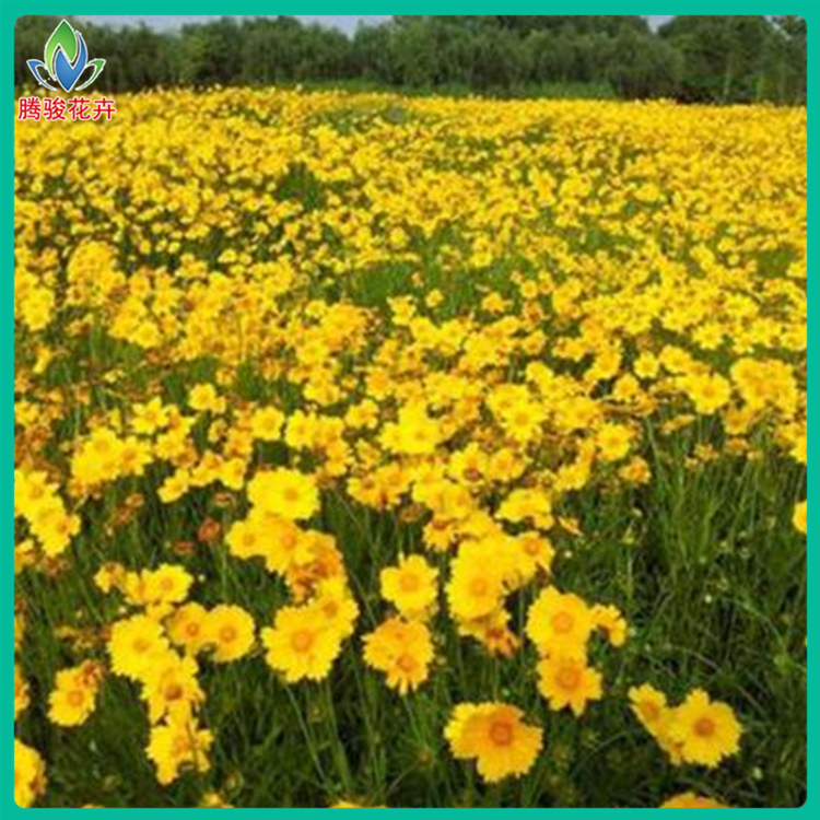大花金鸡菊 基地批发 山东草花 金鸡菊供货商