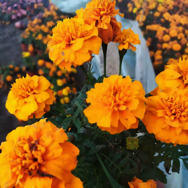 基地出售孔雀草 孔雀草杯苗批发 孔雀草报价