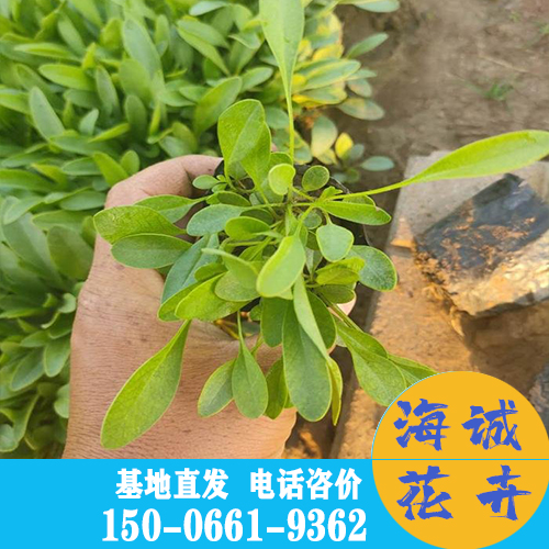 金鸡菊批发价格 青州金鸡菊种植基地