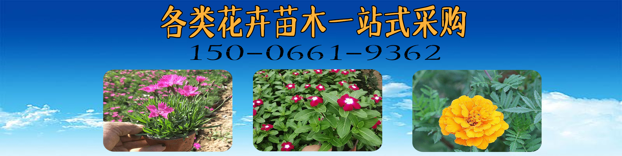 青州市海诚花卉苗木有限公司 主营产品