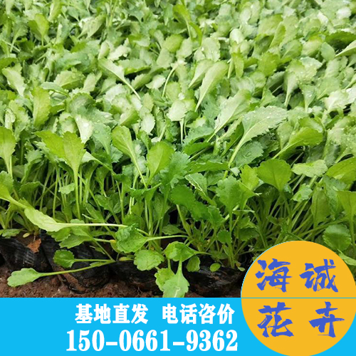 时令草花批发 大滨菊种植基地 宿根花卉