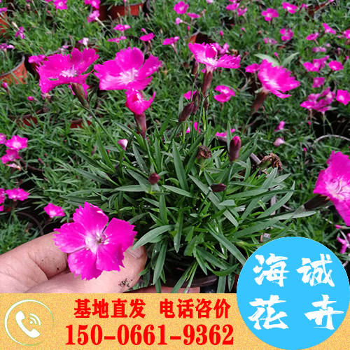 时令草花 双色盆欧石竹批发 宿根花卉花海设计