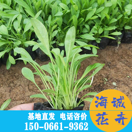 青州金鸡菊批发 宿根草花种植基地 时令草花