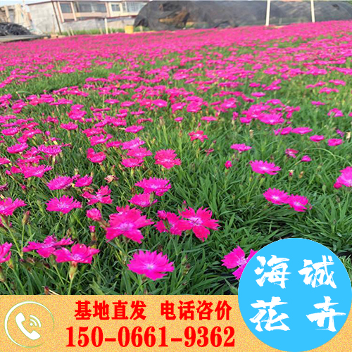 时令草花开花欧石竹 山东宿根花卉批发销售