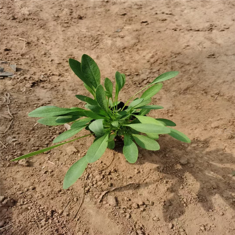 金鸡菊种子 批发大花金鸡菊 工程用大花金鸡菊基地 江瑞花卉