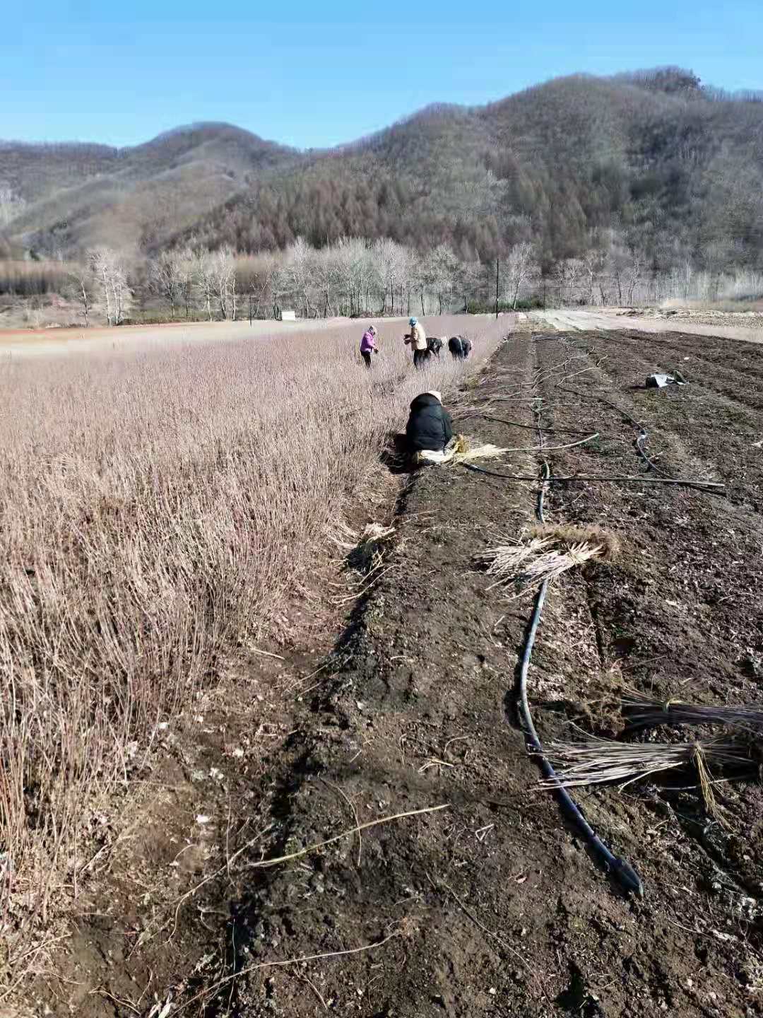 长期供应百花花楸苗，百花花楸苗价格咨询，存活率高的百花花楸苗基地直销