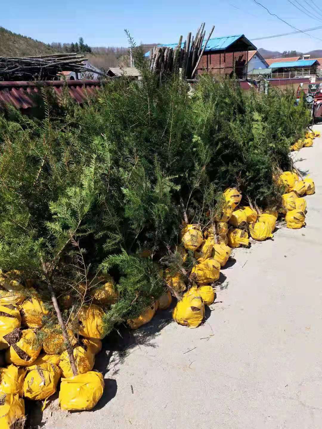 东北红豆杉苗木基地直销，品种纯良的红豆杉苗批发，红豆杉苗价格在线咨询