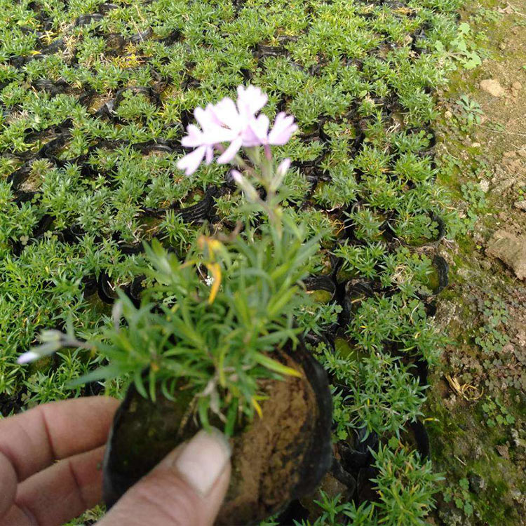 鑫杰  二月兰价格  早春观花，冬季观绿