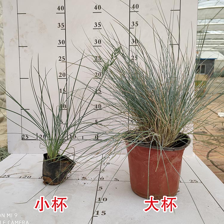 鑫杰  蓝羊茅批发商  冷季型观赏草