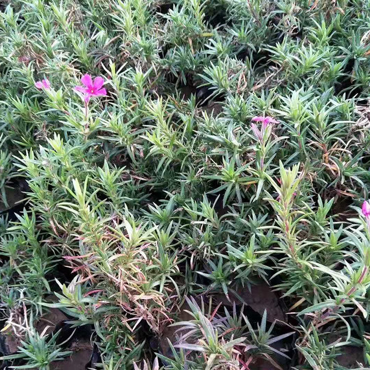 鑫杰  福禄考花海  耐寒抗旱