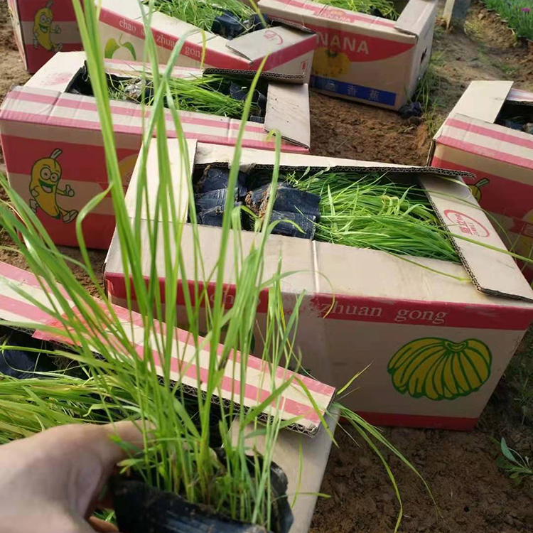 大量出售狼尾草  狼尾草种子  耐寒耐湿