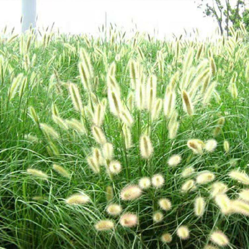 绿化用狼尾草苗  狼尾草种苗  耐寒耐湿