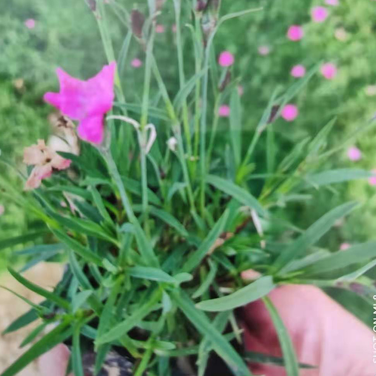 鑫杰  福禄考价格  庭园美化