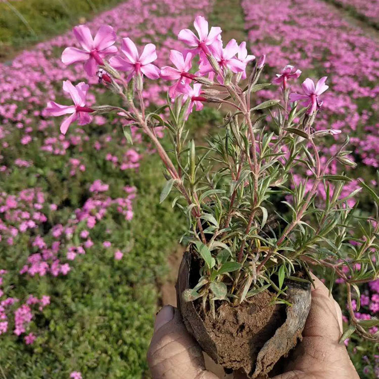 鑫杰  芝樱小苗 丛生福禄考供应商 花海品种培育 