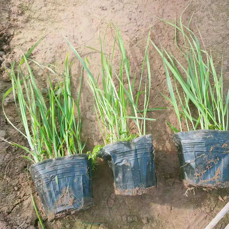 大量出售狼尾草  狼尾草种苗  适应能力好