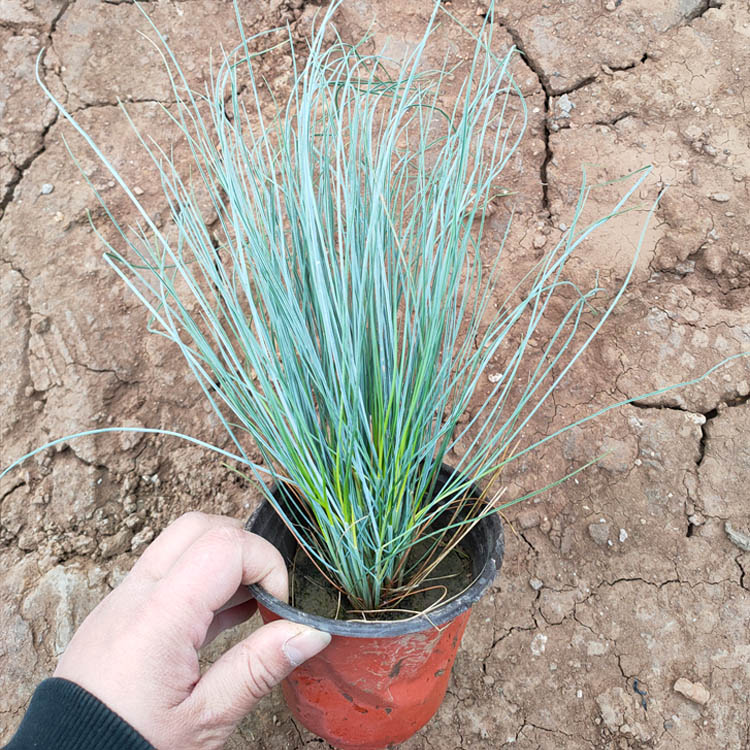 鑫杰  蓝羊茅基地  盆栽、成片种植或花坛镶边效果好
