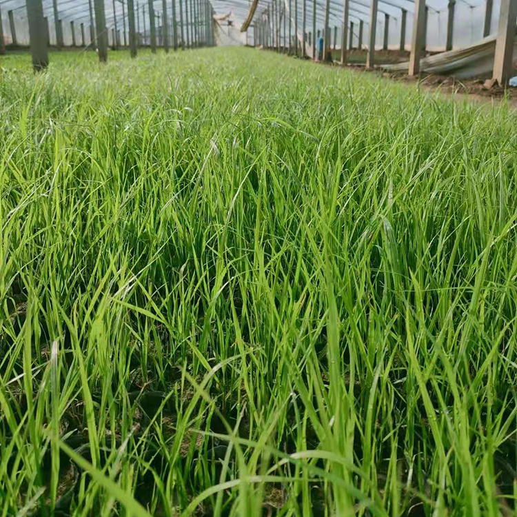 绿化用狼尾草苗  小布尼狼尾草价格  喜阳光充足的环境