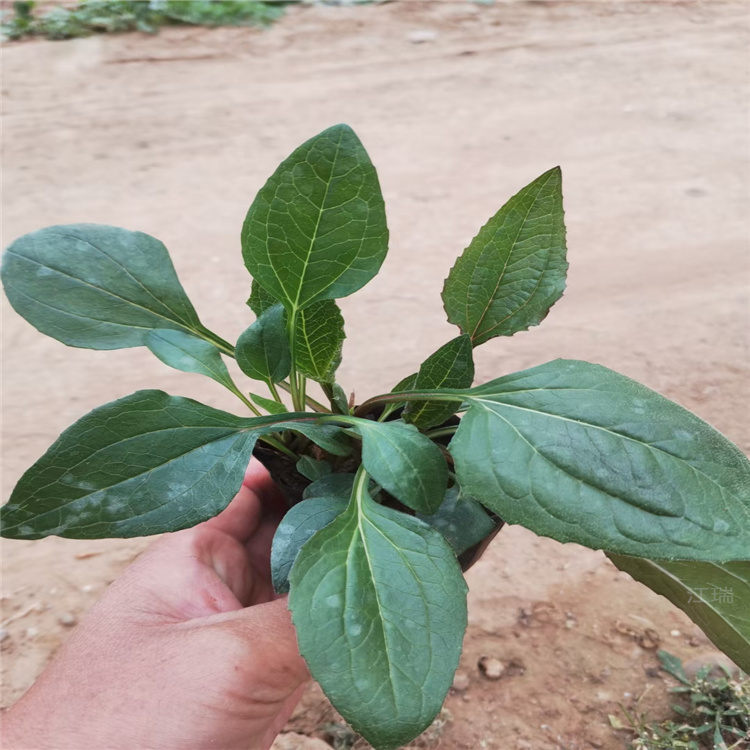 松果菊出售 松果菊种子 青州松果菊基地 江瑞花卉
