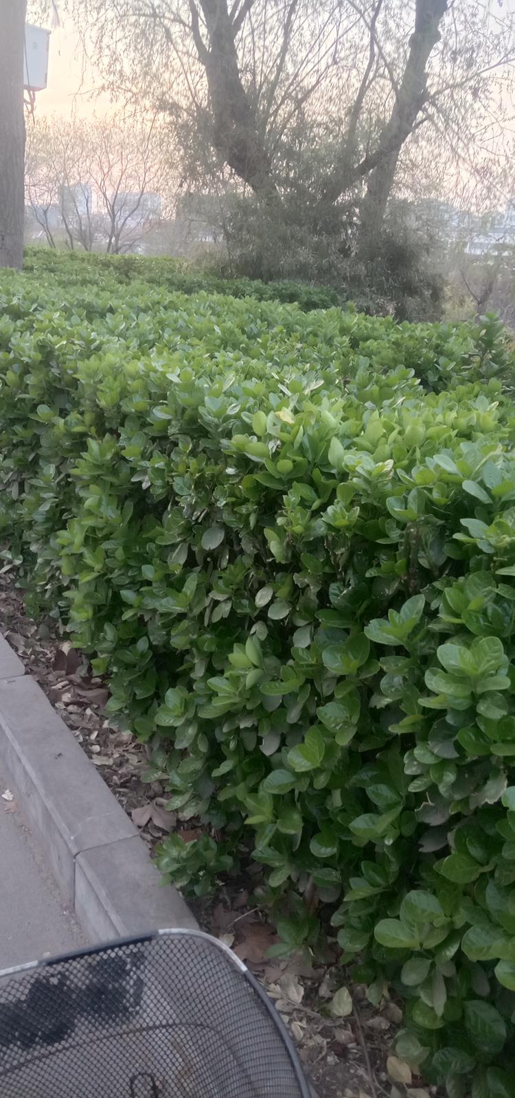 出售青州冬青  冬青球基地