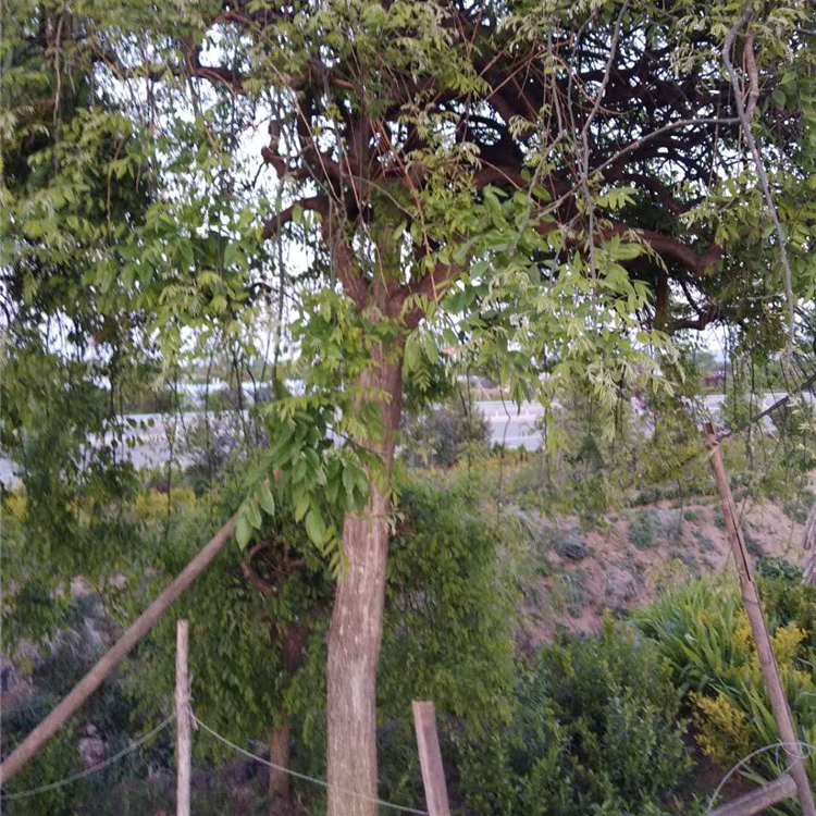 宇宙基地种植龙爪槐 龙爪槐树苗供应商 易栽培