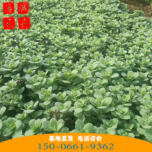 八宝景天批发价格 青州八宝景天种植基地