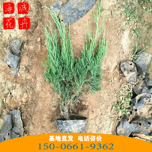 小龙柏批发价格 青州苗木草花小龙柏种植基地