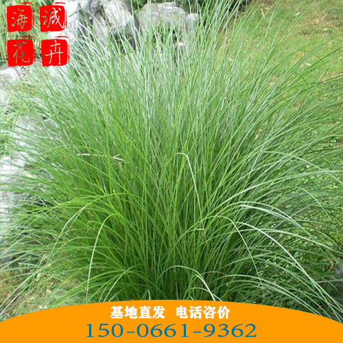 细叶芒批发价格 青州苗木草花细叶芒种植基地