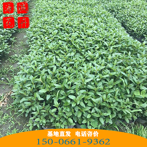 菏泽鼠尾草批发价格 青州宿根草花基地直发