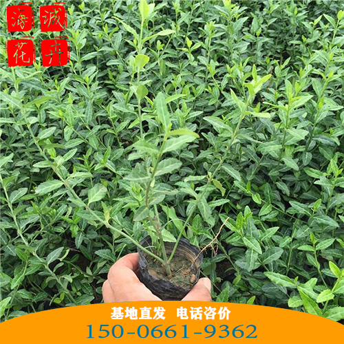 扶芳藤批发价格 青州苗木草花扶芳藤种植基地