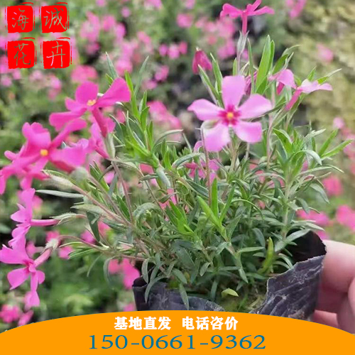 福禄考批发价格 青州苗木草花福禄考种植基地