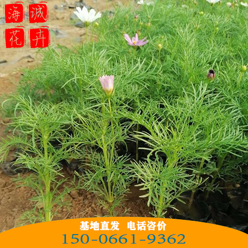 波斯菊批发价格 青州苗木草花波斯菊种植基地