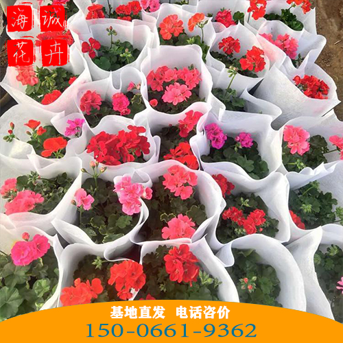 天竺葵批发价格 青州苗木草花天竺葵种植基地