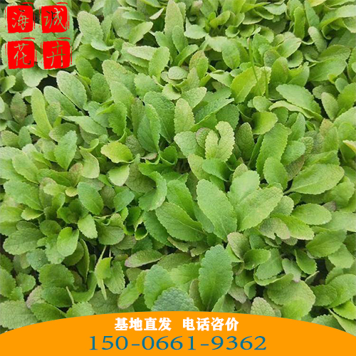 临沂鼠尾草批发价格 青州宿根草花基地直发