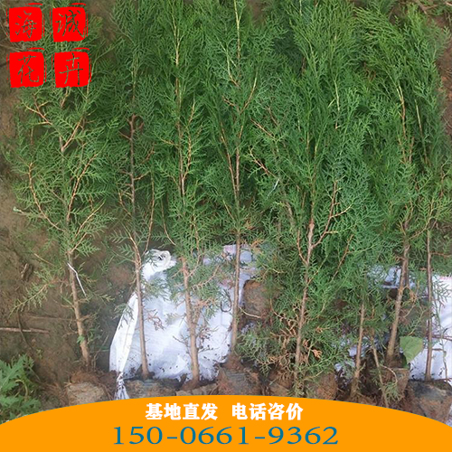 侧柏苗批发价格 青州苗木草花侧柏苗种植基地