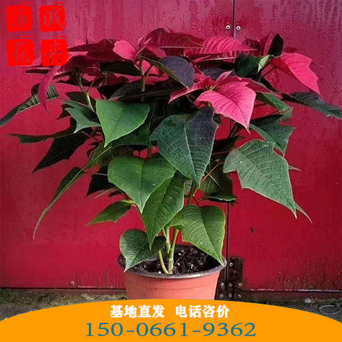 一品红批发价格 青州苗木草花一品红种植基地