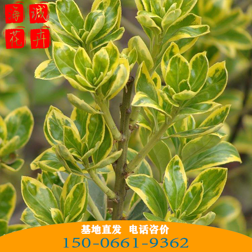 金边黄杨批发价格 青州苗木草花金边黄杨种植基地