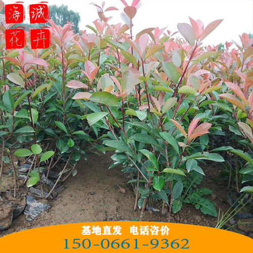 红叶石楠批发价格 青州苗木草花红叶石楠种植基地