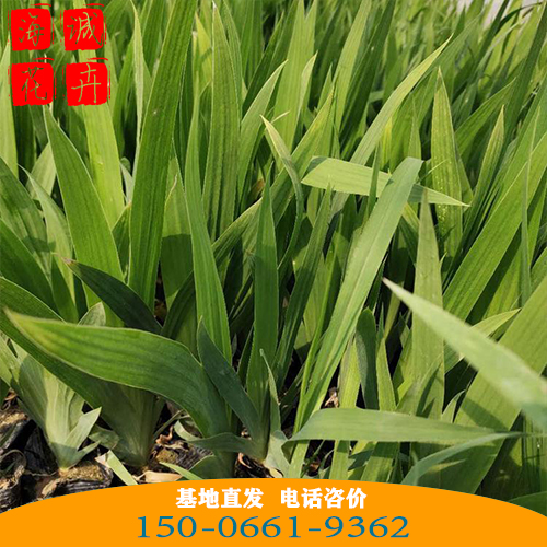 水生鸢尾批发价格 青州苗木草花水生鸢尾种植基地