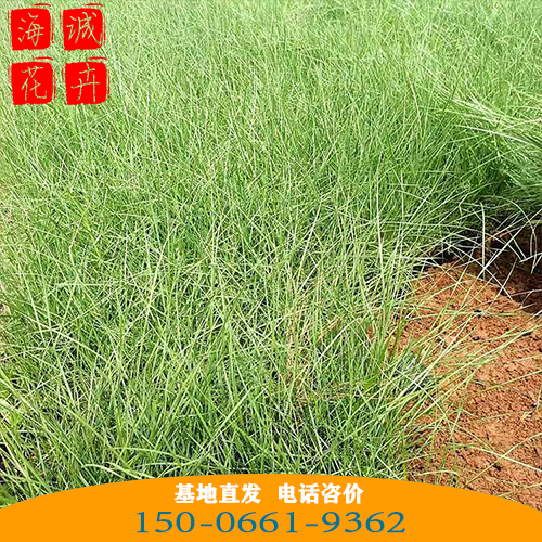 粉黛乱子草批发价格 青州苗木草花粉黛乱子草种植基地