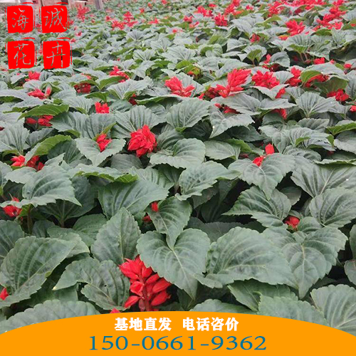 鸡冠花批发价格 青州苗木草花鸡冠花种植基地