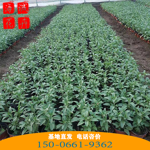 德州鼠尾草批发价格 青州宿根草花基地直发