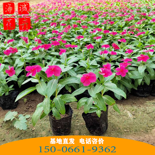 长春花批发价格 青州苗木草花长春花种植基地