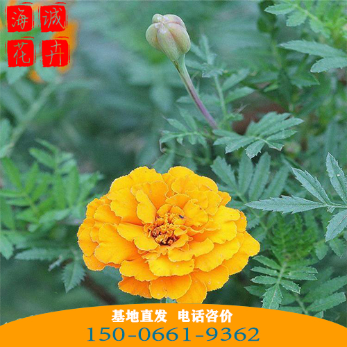 孔雀草批发价格 青州苗木草花孔雀草种植基地