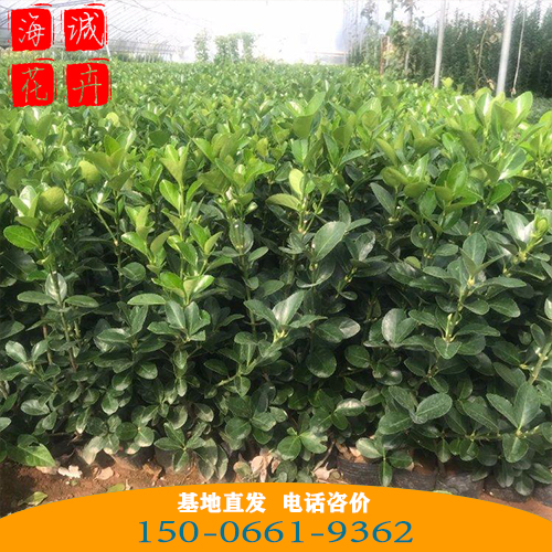 大叶黄杨批发价格 青州苗木草花大叶黄杨种植基地