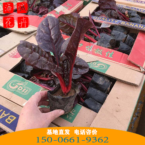 红叶甜菜批发价格 青州苗木草花红叶甜菜种植基地