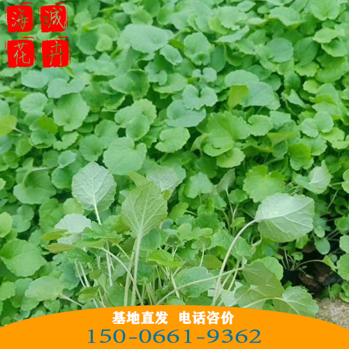 二月兰批发价格 青州苗木草花二月兰种植基地