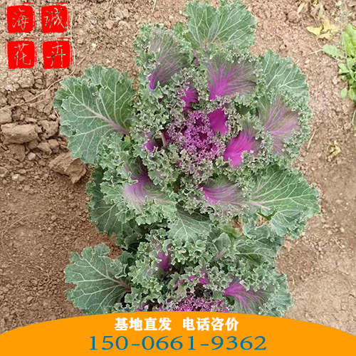 羽衣甘蓝批发价格 青州苗木草花羽衣甘蓝种植基地