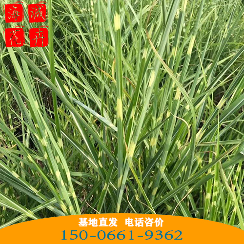 斑叶芒批发价格 青州苗木草花斑叶芒种植基地